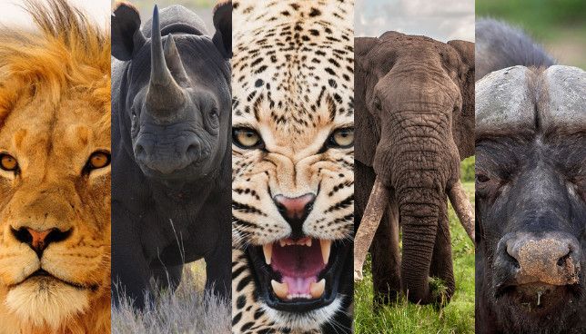 The Big Five — lion, black rhino, leopard, elephant and buffalo