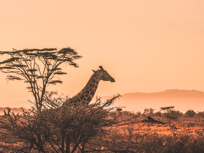 Ngorongoro Crater