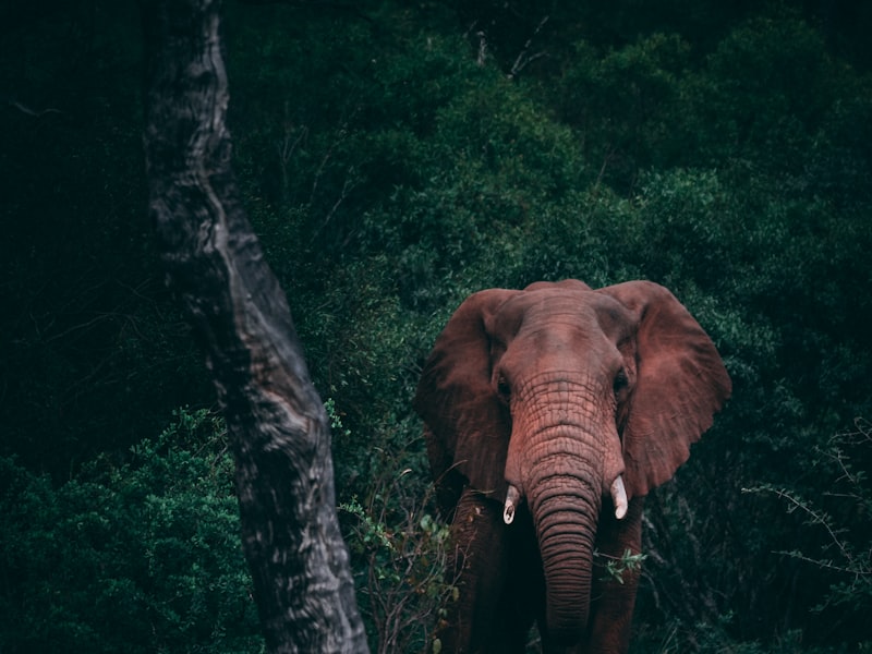 Lake Manyara Day Safari